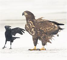Adler und Krähe