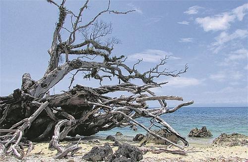 Ein alter, vertrockneter Baum ragt auf Mazzaz Island aus dem Wasser. Mahnmal einer besseren Vergangenheit, und zugleich einer ungewissen Zukunft. Irgendwann werden sich seine letzten Wurzeln von der Erde lösen, und er wird Treibgut sein., © Rössler