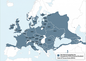 Vom Nordosten Polens ausgehend breitet sich das Eschen-Stengelbecherchen seit 1992 über Europa aus