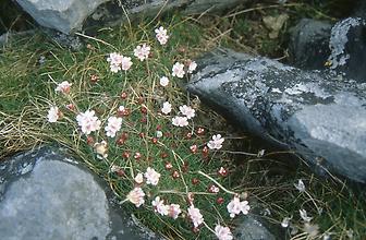 Vegetation