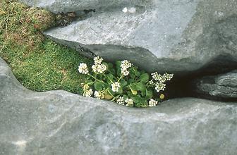 Vegetation