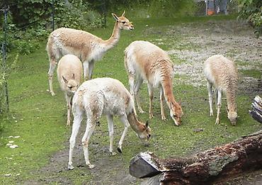 zoologische Garten