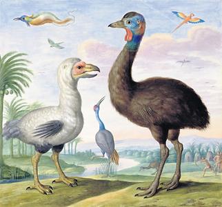 Weißer Dodo, 1657
