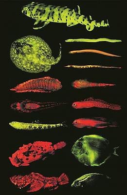 Fluoreszierende Fische