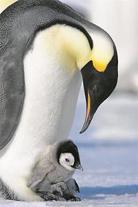 Kaiserpinguin