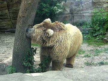 Gobibär im Zoo