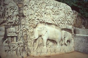 Family of elephants