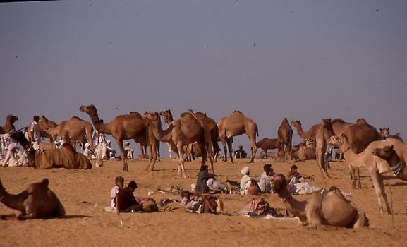 Camels