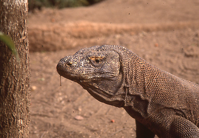 Komodo dragon