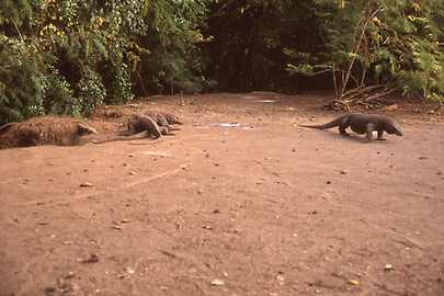 Komodo dragon