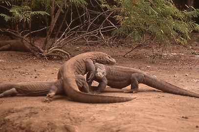 Komodo dragon