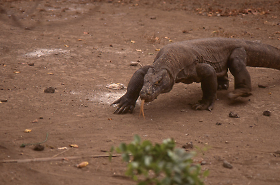 Komodo Dragon