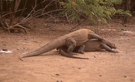 Komodowarane