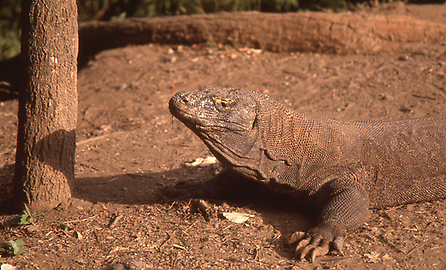 Komodowarane