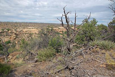 Mesa Verde