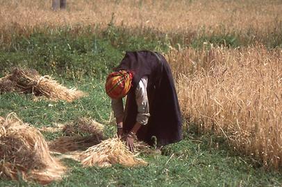 Harvesting of barley