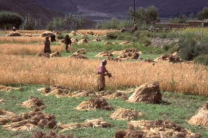 Harvesting of barley
