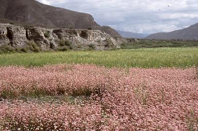 Buckwheat