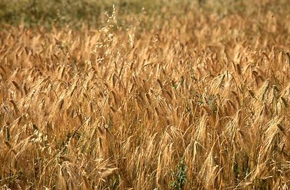 Barley field