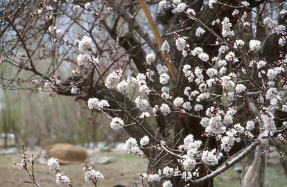 Apricot trees