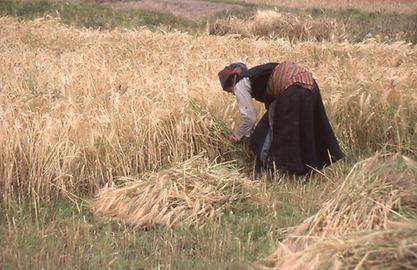 Harvesting of barley