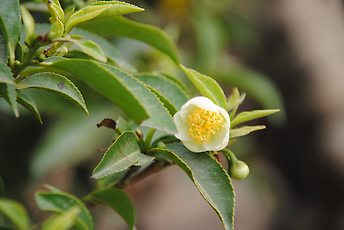 Blossom and leaves of the tea-bush