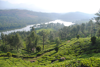 Typical area for growing tea