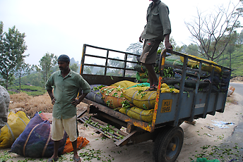 Transporting tea