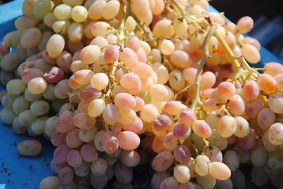 Grapes