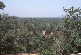 Forests at the bototm of the lionmountain