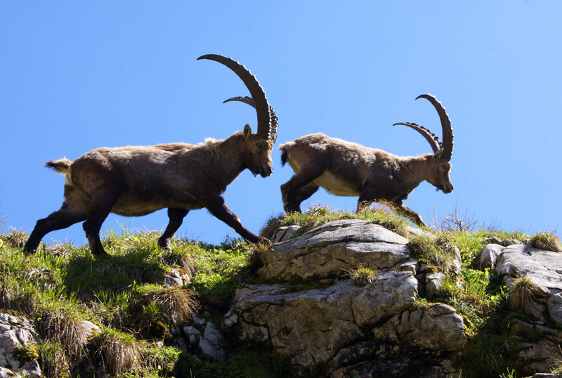 Alpensteinbock