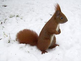 Eichhörnchen im Schnee mit Winterfell., Foto: Dellex. Aus: Wikicommons unter CC 