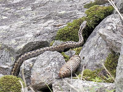 Kreuzotter (vipera bera)