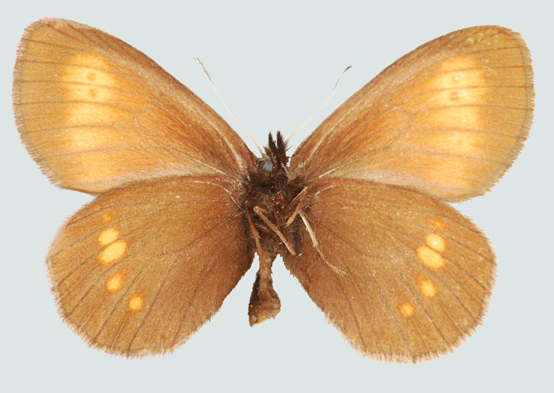 Erebia eriphyle, NÖ, Rax, Unterseite, © Foto M. Lödl