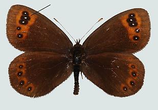 Alpen-Mohrenfalter (Erebia triaria) 