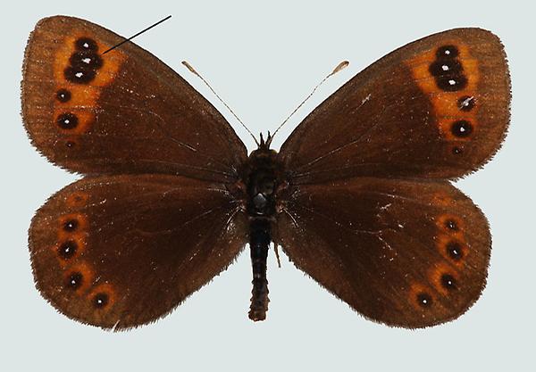 Erebia triaria, Südtirol, Vinschgau, Laatsch, © Foto M. Lödl