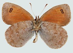 Erebia cassioides, Unterseite