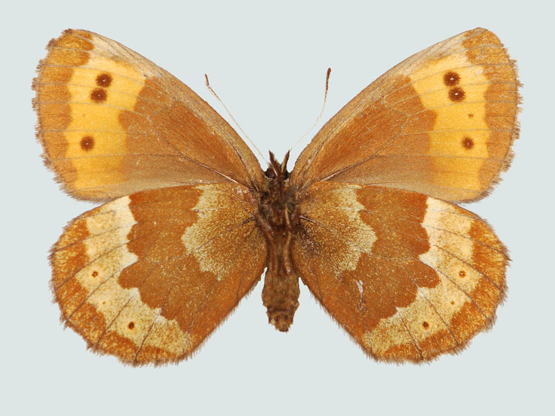 Erebia euryale, Weibchen, St, Hoschschwab, Unterseite, © Foto M. Lödl