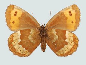 Erebia euryale Weibchen, Unterseite