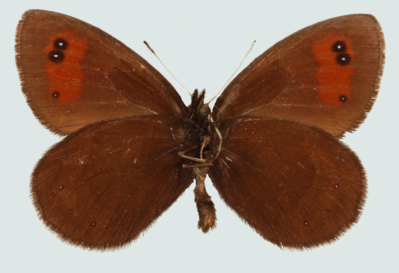 Erebia meolans stygne, NÖ, Scheiblingkirchen, © Foto M. Lödl