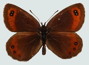 Erebia montana 