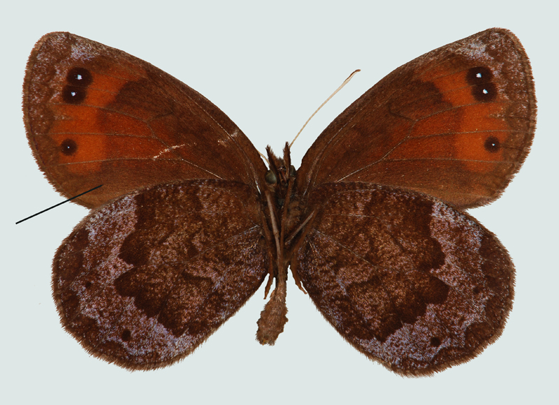 Erebia pronoe, OÖ, Weyer, © Foto M. Lödl