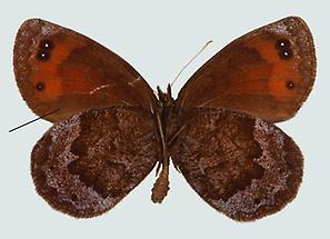 Erebia pronoe, Unterseite