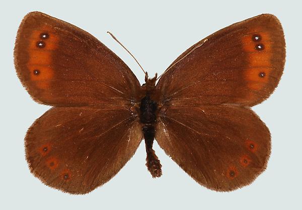 Erebia pronoe, OÖ, Weyer, © Foto M. Lödl