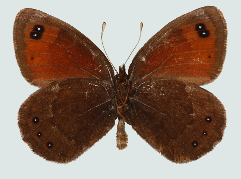 Erebia stirius, Kärnten, Karawanken, © Foto M. Lödl