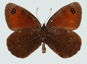 Erebia stirius, Unterseite