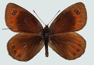 Freyer’s Alpen-Mohrenfalter (Erebia styx) 