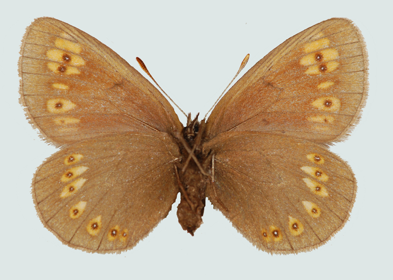 Erebia alberganus, Südtirol, Stilfser Joch, © Foto M. Lödl