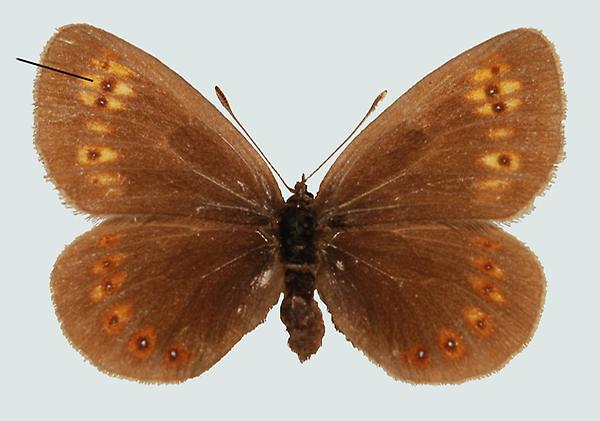 Erebia alberganus, Südtirol, Stilfser Joch, © Foto M. Lödl