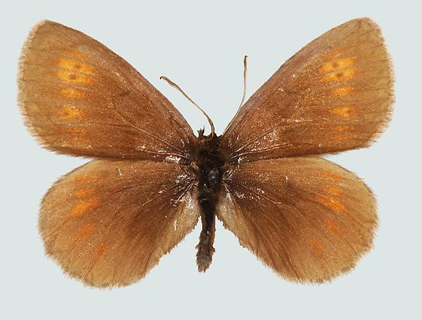 Erebia manto, S, Radstädter Tauern, © Foto M. Lödl